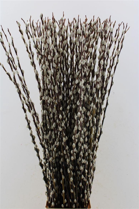<h4>Salix Wilgenkatjes</h4>
