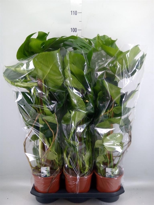 <h4>Monstera delic.</h4>