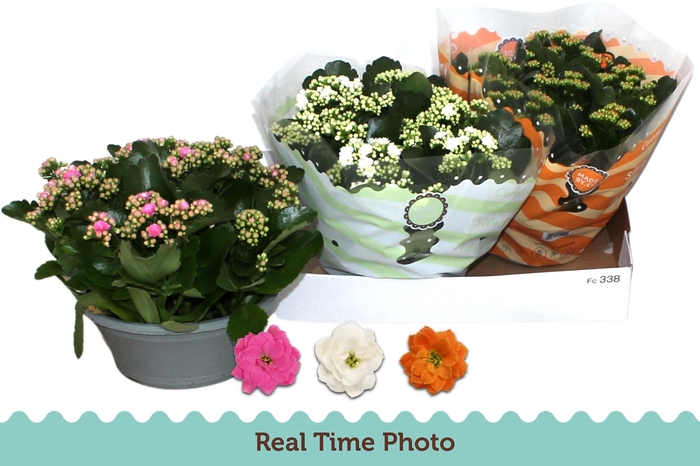 <h4>KAL GE GEM 3 KL</h4>