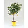 Citrus hystrix