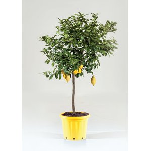 Citrus hystrix