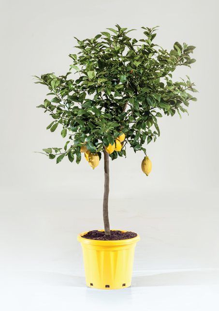 <h4>Citrus hystrix</h4>