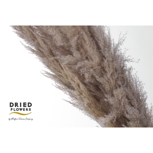 Dried Cortaderia Dadang Natural