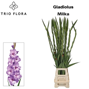 GLAD GR MILKA 996