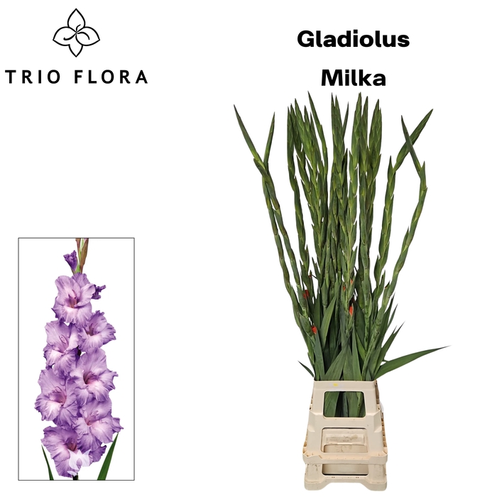 <h4>GLAD GR MILKA 996</h4>
