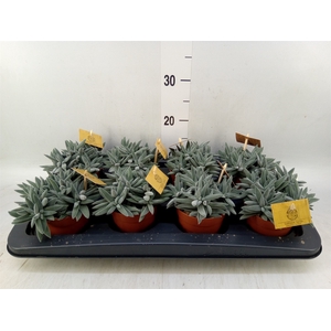 Crassula  'Kraaiepootje'