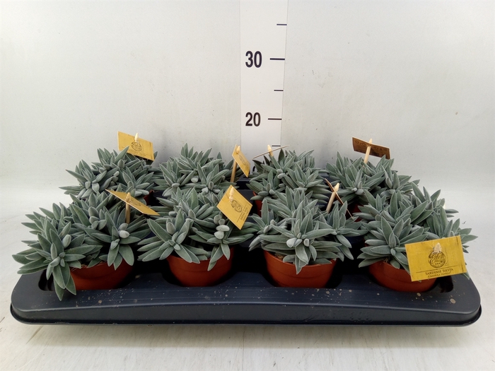 <h4>Crassula  'Kraaiepootje'</h4>