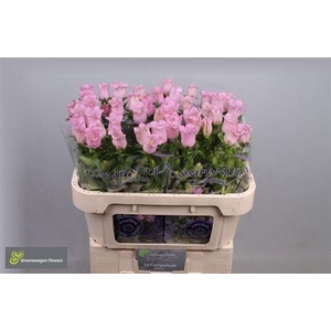 Campanula Champion Pink