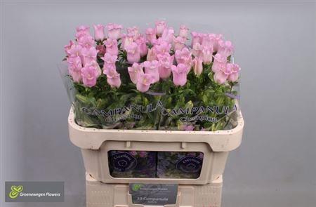 <h4>Campanula Champion Pink</h4>