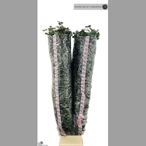 Euca Cinerea Super P Stem 200 Cm