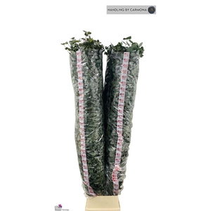 Euca Cinerea Super P Stem 200 Cm
