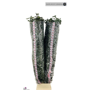 Euca Cinerea Super P Stem 200 Cm