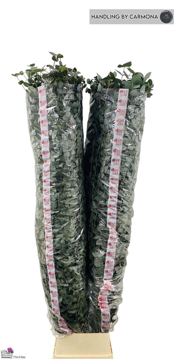 <h4>Euca Cinerea Super P Stem 200 Cm</h4>