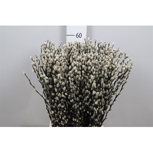 Salix Ca Snow Flake