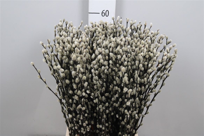 <h4>Salix Ca Snow Flake</h4>