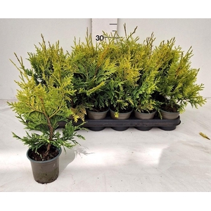 THUJA O GOLD BRABANT