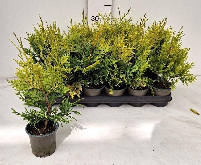 <h4>THUJA O GOLD BRABANT</h4>
