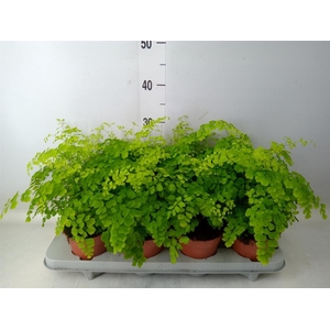 Adiantum raddi. 'Fragrans'
