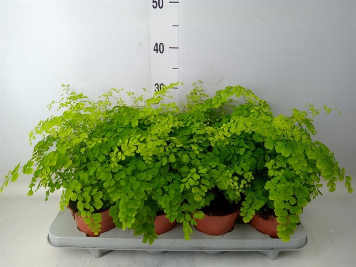 <h4>Adiantum raddi. 'Fragrans'</h4>