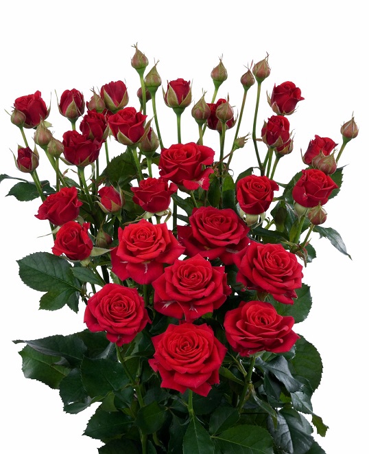 <h4>ROSA SPRAY MIRABEL 040 CM</h4>