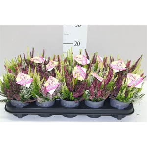 Calluna Beauty Lady High Five