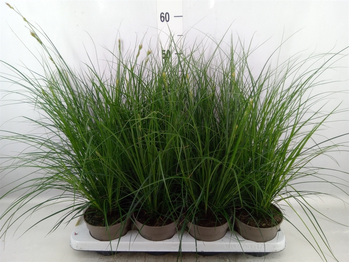 <h4>Carex brunnea</h4>