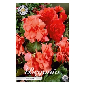 Begonia Double Orange x3 5/6