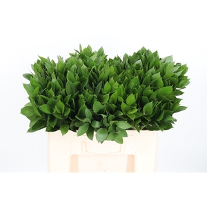 Ruscus