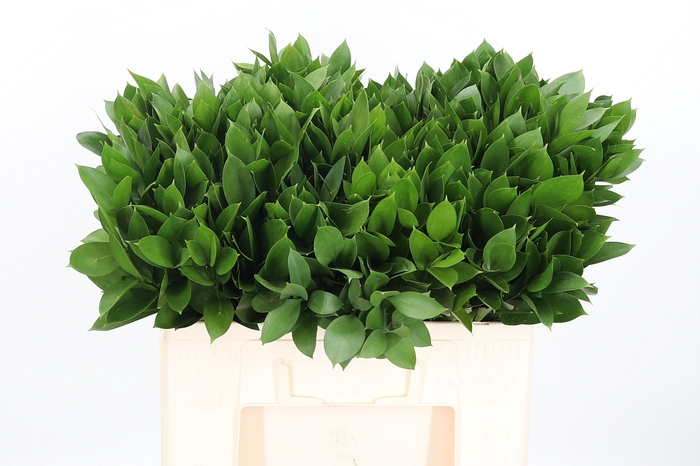 <h4>Ruscus</h4>