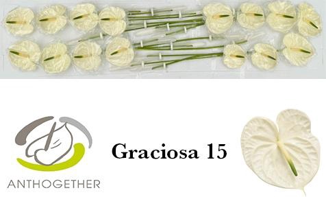 <h4>ANTH A GRACIOSA</h4>