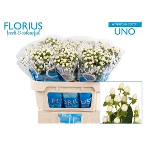 Hyp Coco Uno Florius