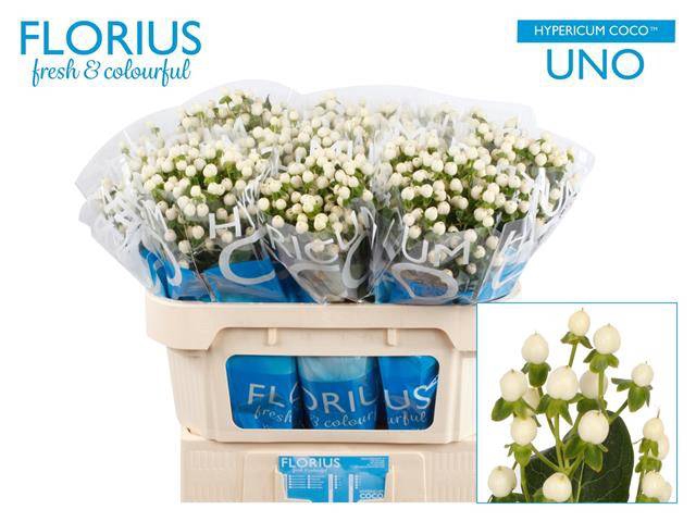 <h4>Hyp Coco Uno Florius</h4>
