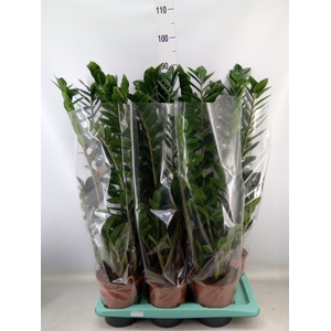 Zamioculcas zamiifolia