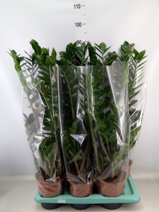 <h4>Zamioculcas zamiifolia</h4>