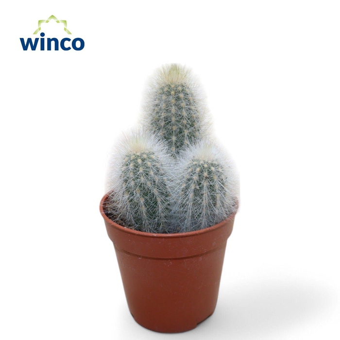 <h4>Espostoa Senilis</h4>