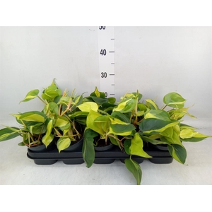 Philodendron scand. 'Brasil'