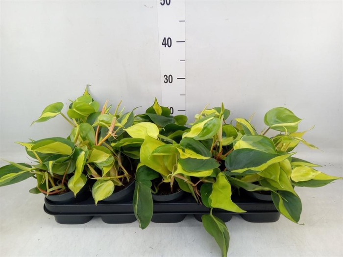 <h4>Philodendron scand. 'Brasil'</h4>