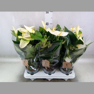 Anthurium andr. 'Cocos'