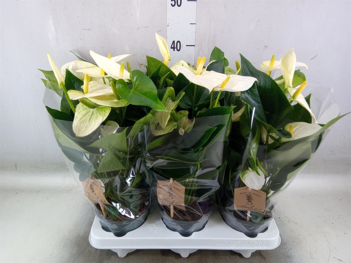 <h4>Anthurium andr. 'Cocos'</h4>