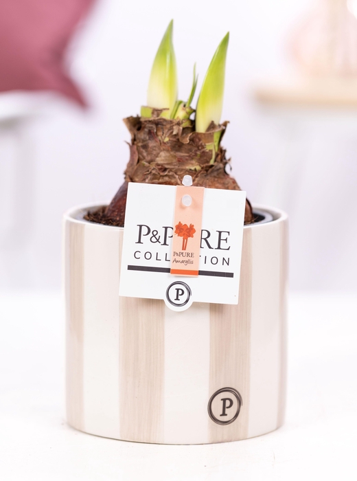<h4>Hippeastrum red in P&PURE Eline 2 ceramics grey</h4>