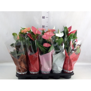 Anthurium   ...mix 4