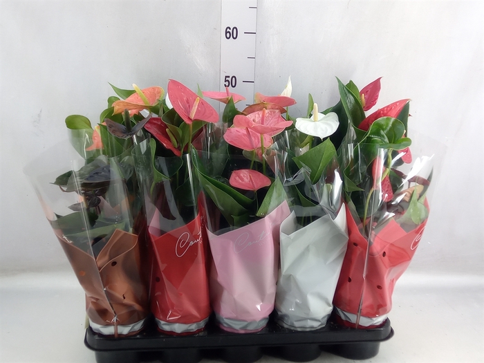 Anthurium   ...mix 4