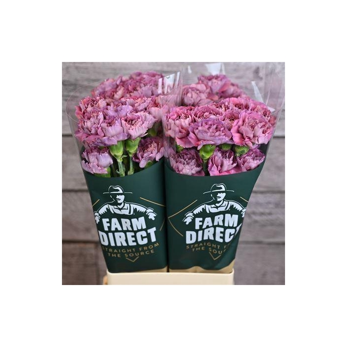 <h4>Di St Metalica</h4>