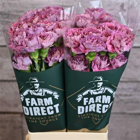 <h4>Di St Metalica</h4>