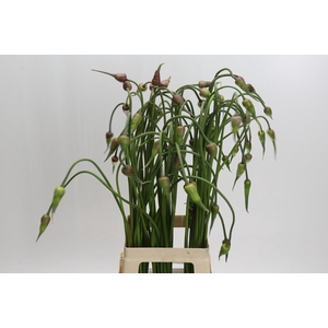 Allium Mystic Merlin