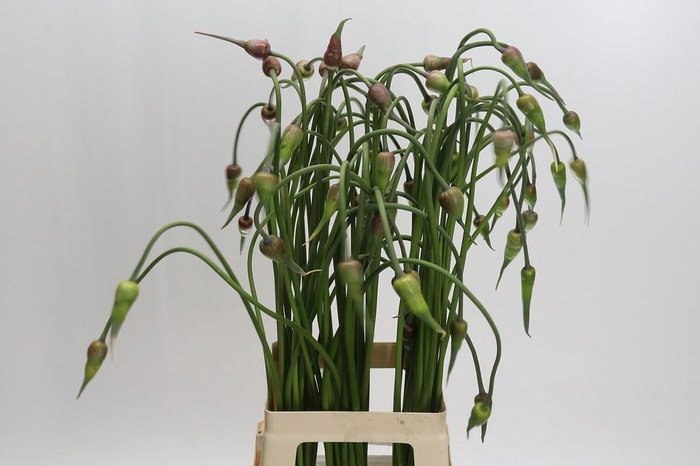 <h4>Allium Mystic Merlin</h4>