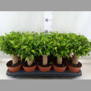 Ficus benja. 'Natasja'