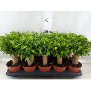 Ficus benja. 'Natasja'