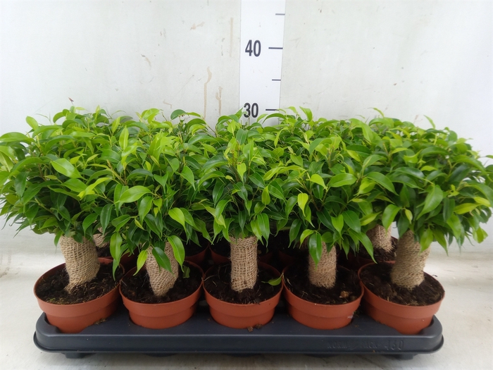 <h4>Ficus benja. 'Natasja'</h4>