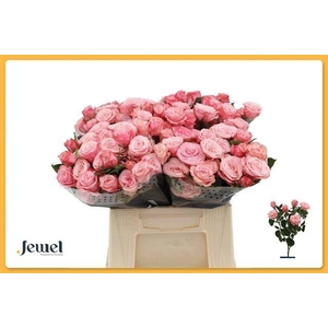 ROSA TR 'BIRDS NEST'